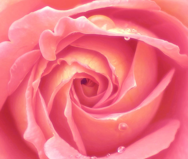 粉红玫瑰特写图片下载