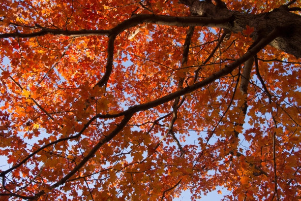 橙色，蓝色和黑色图片下载