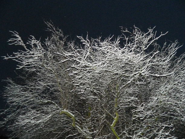 黑夜里的雪树图片下载