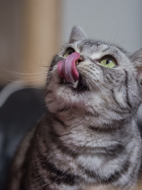 猫舔鼻子图片下载