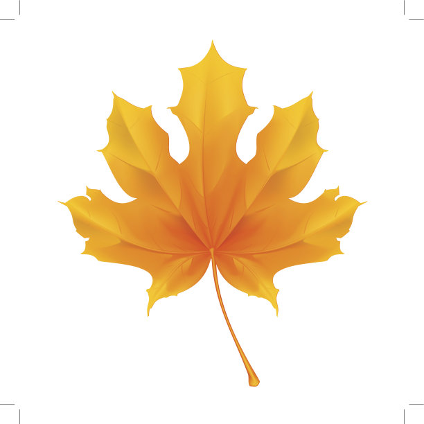 枫叶图片下载
