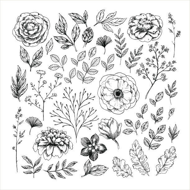 手绘叶和花收集。矢量图图片下载