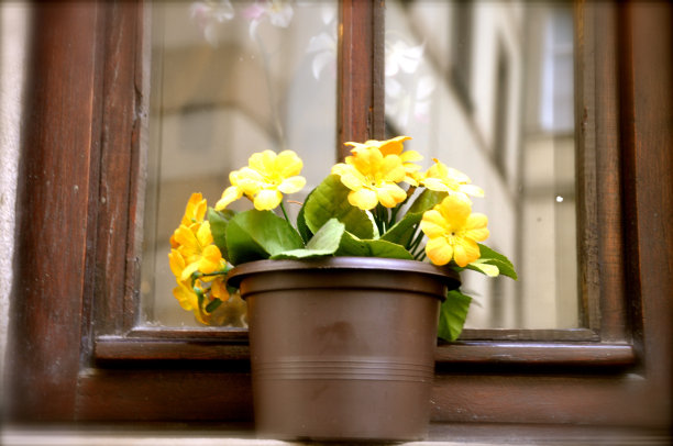 黄色的花图片下载
