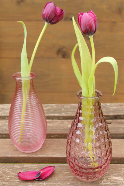 郁金香图片下载