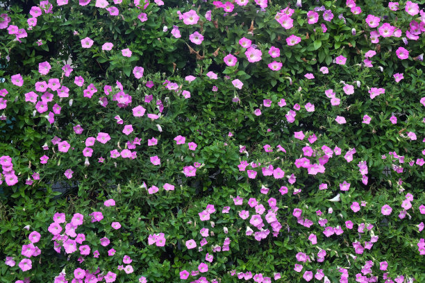 墙有粉红色的花和绿色的叶子。图片下载