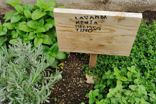 草本植物图片下载