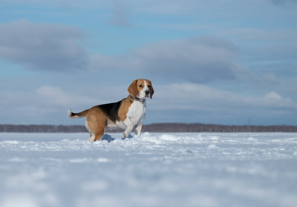 雪地里的小猎犬图片下载