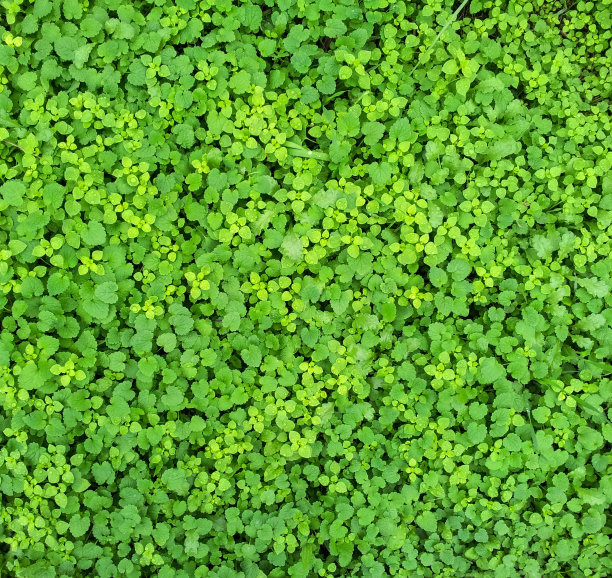 绿草的背景图片下载