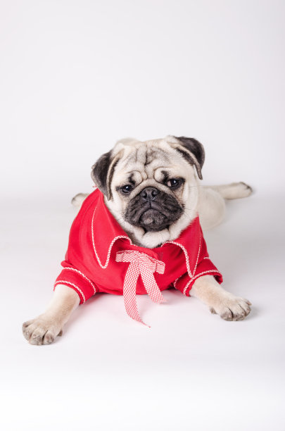 优雅的狗衣服图片下载