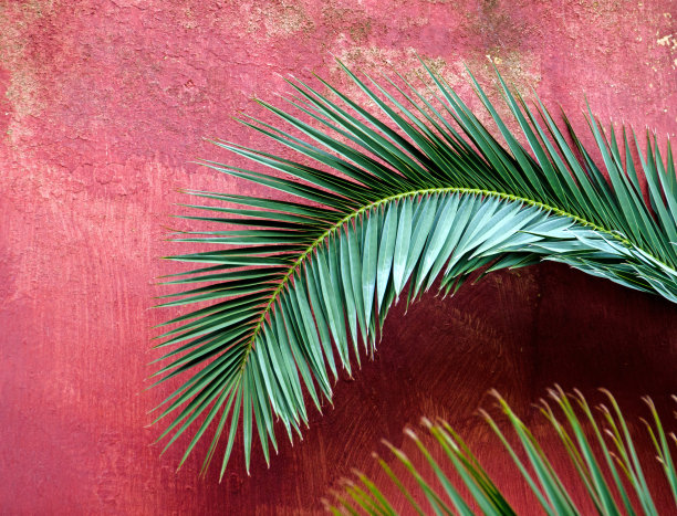 棕榈叶图片下载