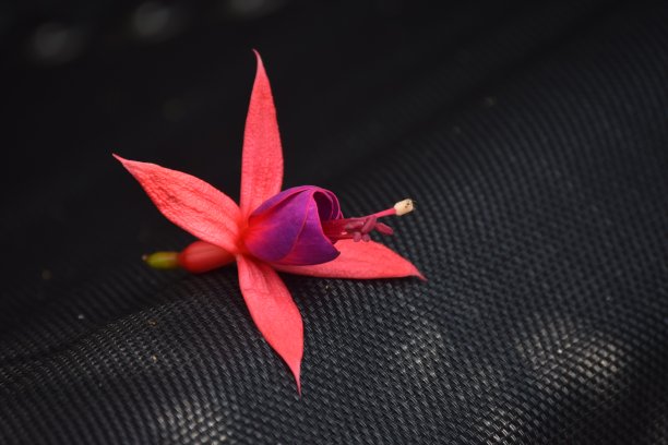 春樱红色图片下载