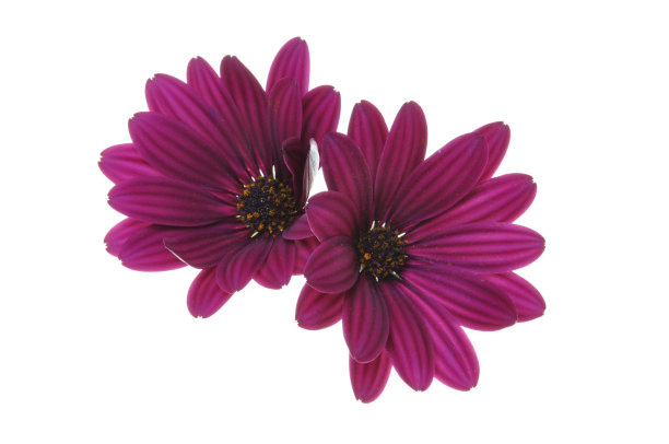 紫色花朵的头图片下载