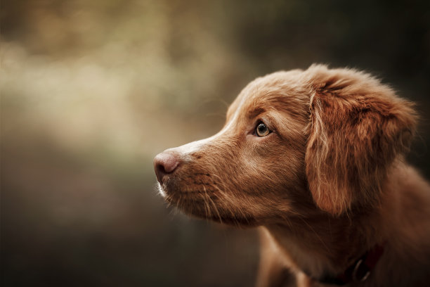 微笑的新斯科舍诱鸭寻猎犬幼犬素材图片