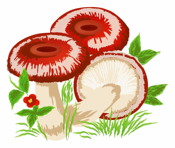蘑菇图片下载