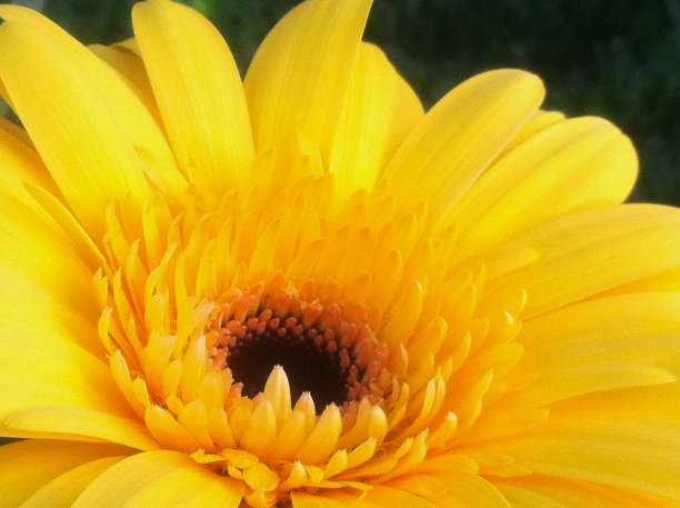 黄色非洲菊特写图片下载