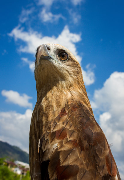 鹰图片下载