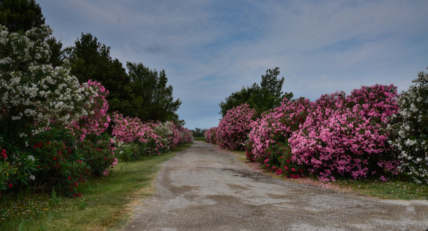 车道上盛开的夹竹桃丛图片下载