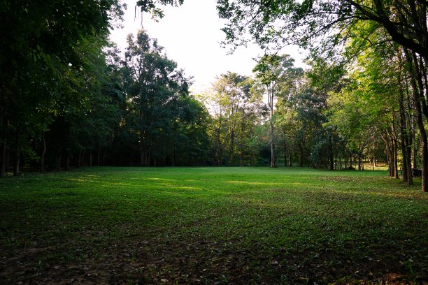 草地与森林背景图片下载