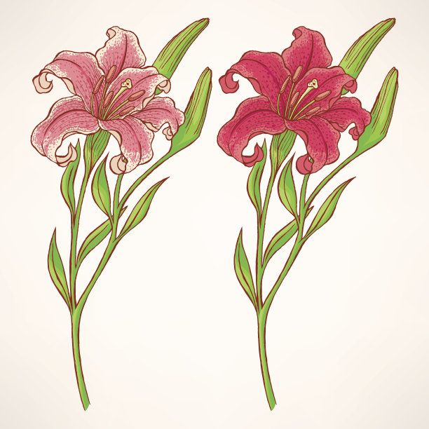 粉色的百合图片下载