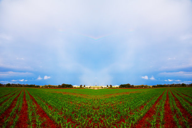 玉米地，红色的土地，蓝色的天空图片下载