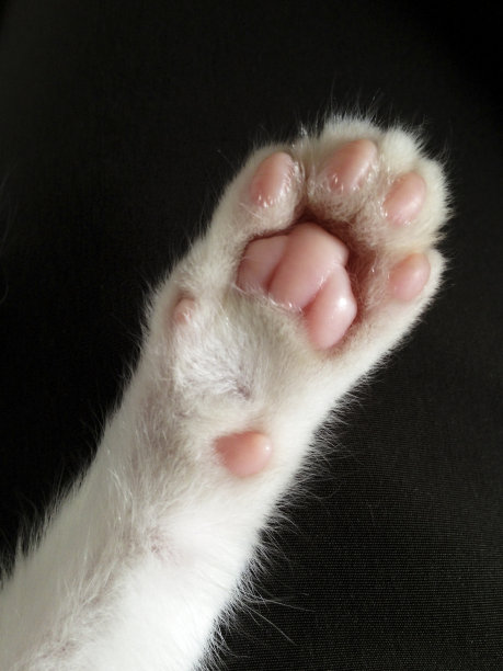小猫粉白爪子图片下载