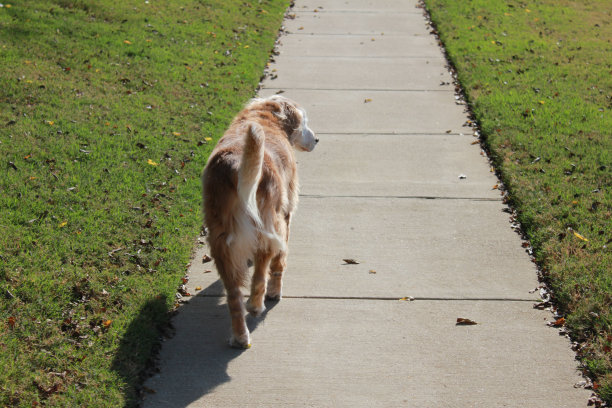狗在人行道上散步图片下载