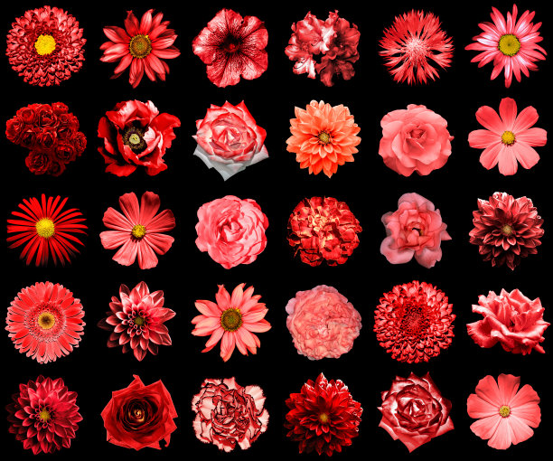 超现实的红色花朵和30朵孤立的黑色拼贴图片下载