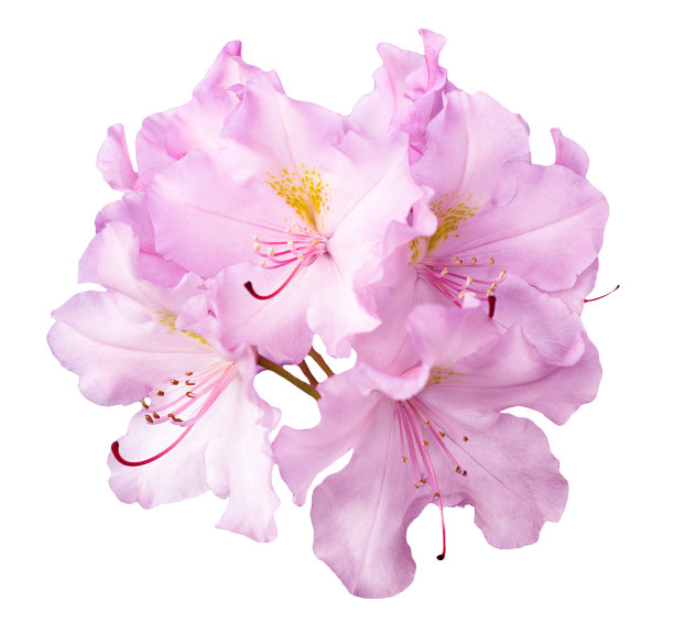 一丛天然的粉红色天竺葵花，单独在白色上图片下载