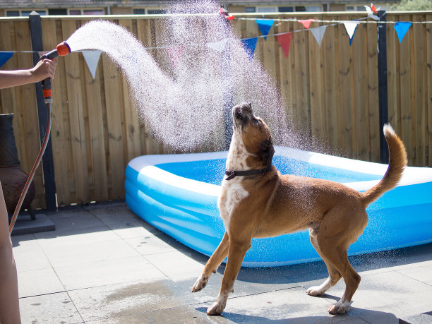 狗用水管喝水图片下载