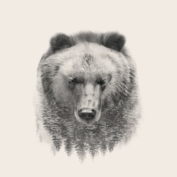 野生动物图片下载