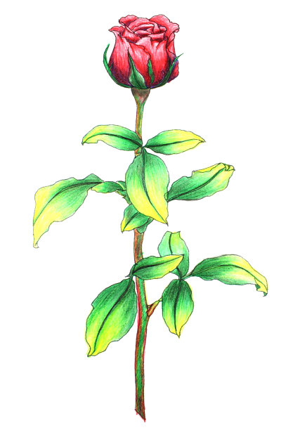 红玫瑰图片下载