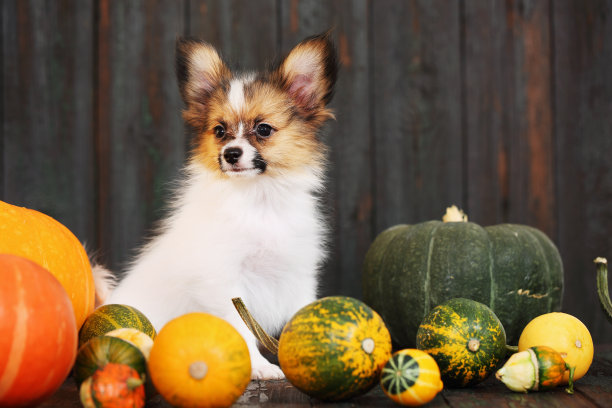 小狗和南瓜图片下载