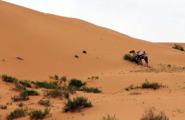 沙漠中的骆驼，沙坡头，中国图片下载