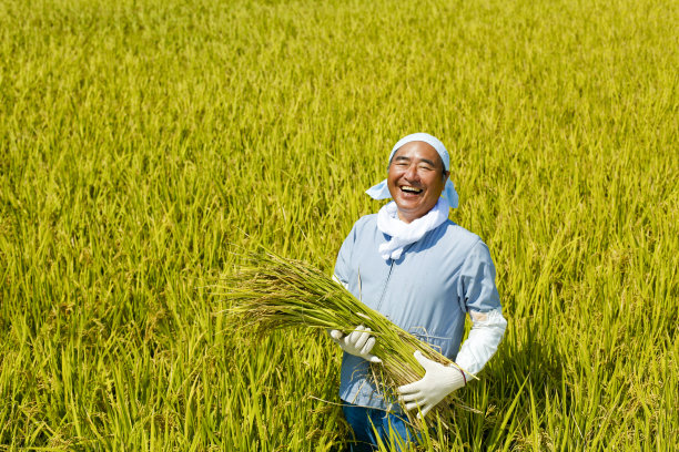 收割水稻图片下载