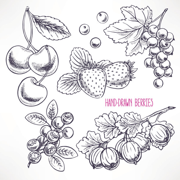 搭配不同的浆果图片下载