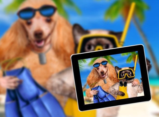 狗猫潜水员图片下载