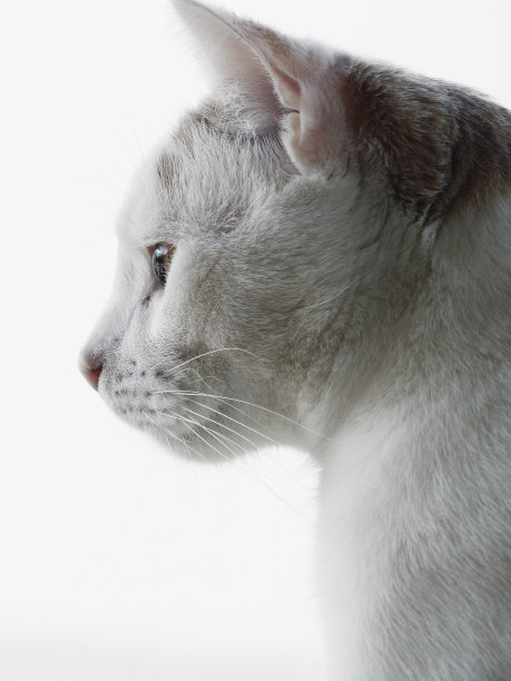 白色背景上的猫图片下载