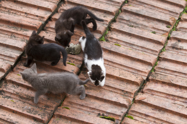 小猫在屋顶上图片下载