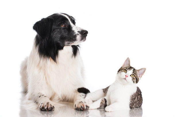 猫和狗图片下载