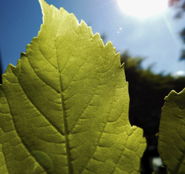 超级宏叶图片下载