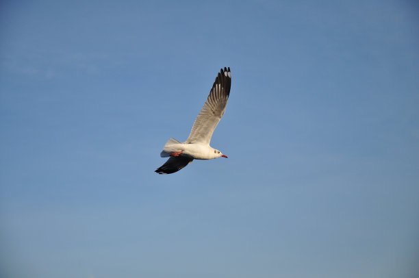 海鸥图片下载