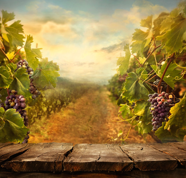 葡萄园的设计图片下载