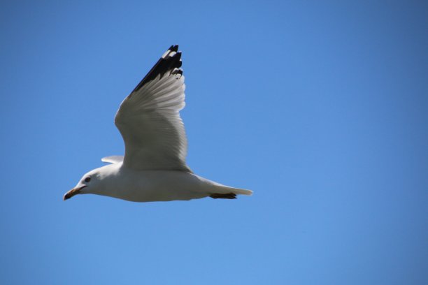 展翅翱翔的海鸥图片下载