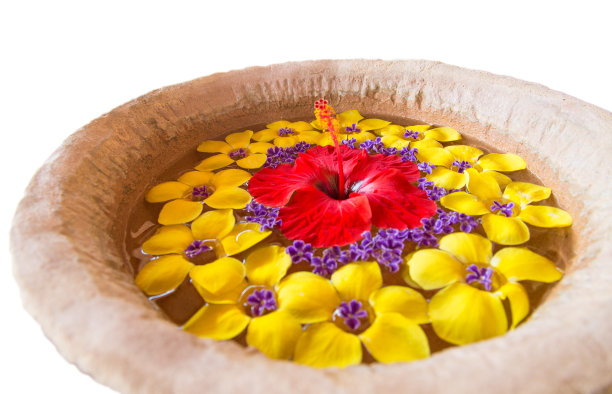 阿拉曼达(金喇叭)花架图片下载