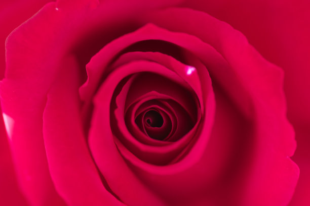 粉色玫瑰图片下载