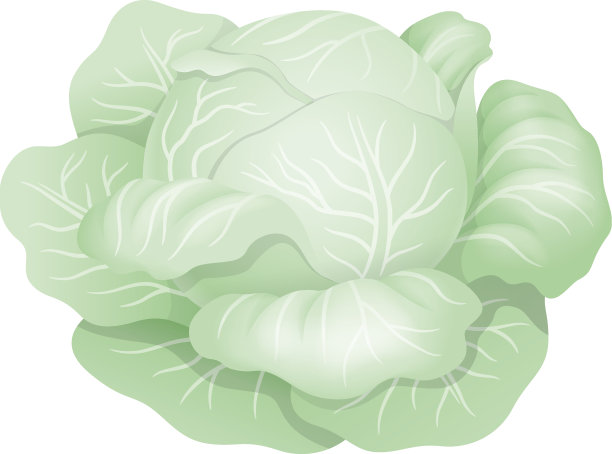 包心菜图片下载