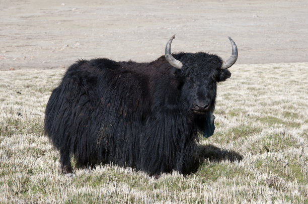 黑牦牛图片下载