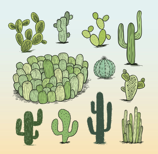 仙人掌收集、矢量插图。图片下载