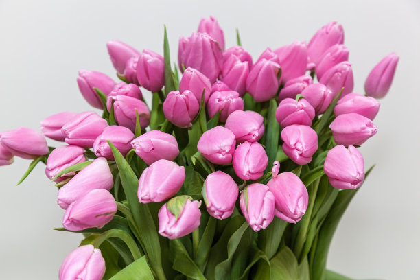 粉红色的郁金香。图片下载