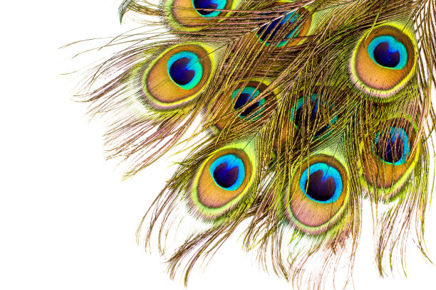 抽象背景金孔雀剑羽毛孤立在白色图片下载